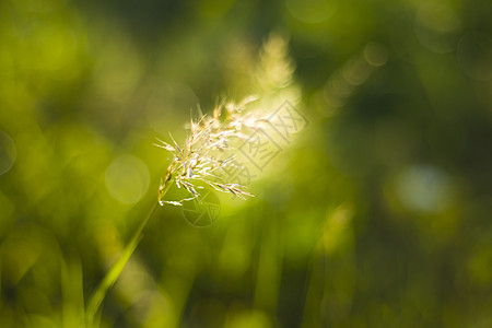 自然散景 模糊焦点背景 自然背景 绿色 阳光照在草地上和正在生长的植物上活力生态花园宏观环境晴天太阳墙纸叶子光效图片