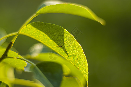 自然 自然背景 绿色的颜色 草地和植物生长的阳光照耀宏观太阳环境季节生物柔软度墙纸活力生态花园背景图片