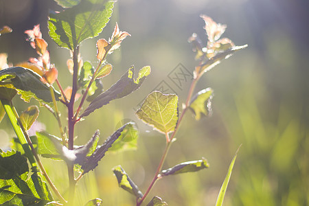 自然 自然背景 绿色的颜色 草地和植物生长的阳光照耀光效生物花园活力太阳柔软度公园生态森林墙纸背景图片