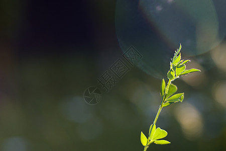 自然 自然背景 绿色的颜色 草地和植物生长的阳光照耀叶子墙纸环境公园活力太阳花园光效生物森林背景图片