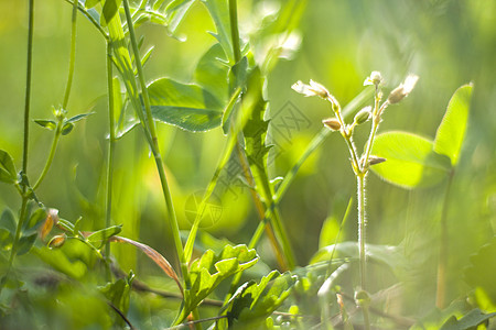 自然 自然背景 绿色的颜色 草地和植物生长的阳光照耀墙纸花园太阳光效柔软度活力晴天生物宏观季节图片