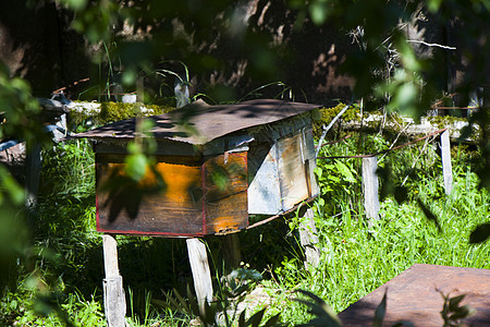 在村院的蜂窝国家草药蜂房养蜂人食物农场动物森林农业养蜂业图片