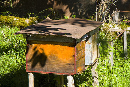 在村院的蜂窝蜂巢蜂房森林殖民地晴天盒子动物花园国家农场图片