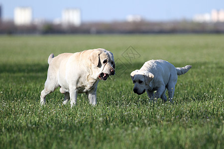 公园里有两个黄色的拉布拉多宠物朋友桌子喜悦猎犬孩子幸福小狗背景图片