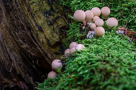 在色彩多彩的秋天森林中 梨沙粉蘑菇真菌食物团体菌目荒野树桩季节马勃苔藓背景菌类图片