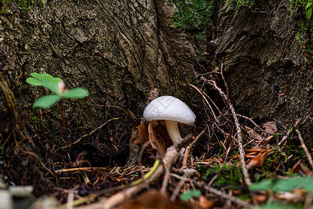 色彩多彩的秋天森林中的象牙蜗牛蘑菇真菌草科手帕季节地面生长林地菌类山毛榉毒菌植物群图片