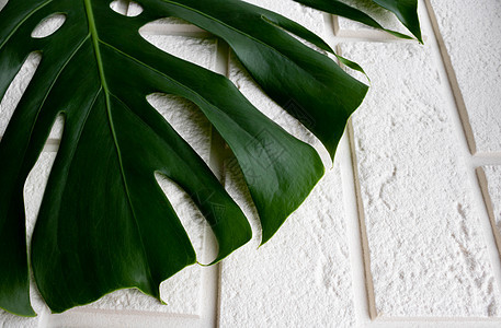 在砖块的白色背景上孤立的绿怪物叶 您文本的空间条纹生态热带植物群环境叶子树叶丛林海滩植物图片