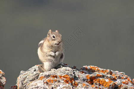 花栗鼠在岩石上环境毛皮野生动物栖息地哺乳动物条纹公园动物松鼠宠物图片
