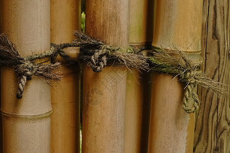 竹上的紧结管道材料栅栏绳索枝条绑定植物木头安全宏观图片