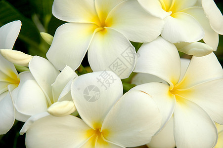 白花瓣 黄梅子图片