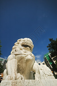 白色的中华狮子和蓝天图片