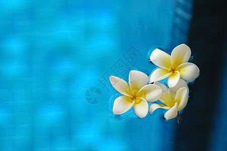 白色的freangipani羽花花漂浮在芳香蓝水上图片