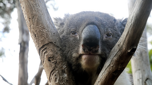 Koala在澳洲越来越无聊了图片