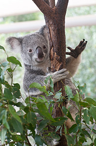 澳大利亚Koala爬树树图片