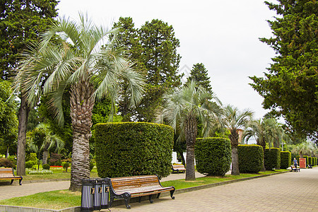 巴图米 黑海海滩 棕榈树和格鲁吉亚公园码头支撑蓝色地标旅游公园建筑学旅行海滩海岸图片
