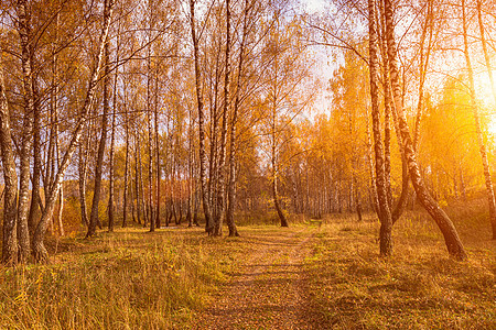 日落在一个秋天的树丛中 黄叶 人行道和太阳光线阳光小路环境射线树林季节落叶树干白桦林图片