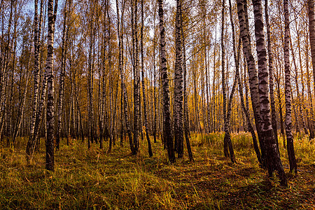 日落在一个秋天的白树丛中 黄叶和日光c叶子日出季节树林太阳森林木头树干阴影阳光图片