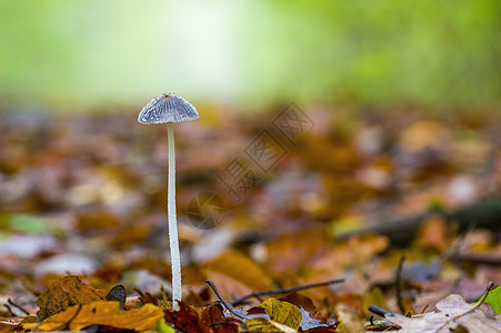 多彩秋季森林中美味的真菌森林木头团体收成荒野食物食谱厨房营养蔬菜图片