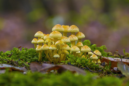 多彩秋季森林中美味的真菌团体食物蔬菜木头美食营养收成季节生长森林图片