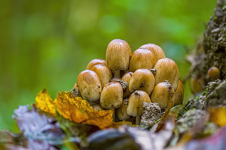 多彩秋季森林中美味的真菌季节团体收成食物蔬菜森林木头食谱美食苔藓图片