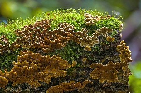 多彩秋季森林中美味的真菌团体季节收成厨房苔藓木头营养生长食谱蔬菜图片