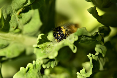青菜卷心菜叶上的毛毛虫的头部背景野生动物昆虫季节黄色蝴蝶叶子动物群农村宏观图片