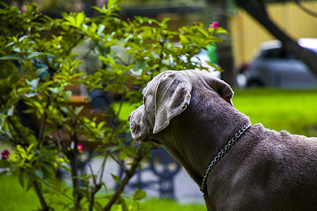 公园里的Weimaraner狗肖像荒野宠物犬类场地草地摄影威马猎人猎狗哺乳动物图片