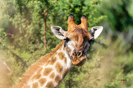 南非皮拉内斯贝格国家公园的Giraffe图片