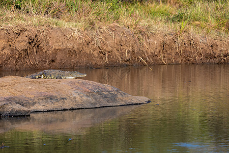 南非皮兰斯堡国家公园的鳄鱼问题眼睛食肉灌木丛荒野动物说谎爬虫捕食者猎人野生动物图片