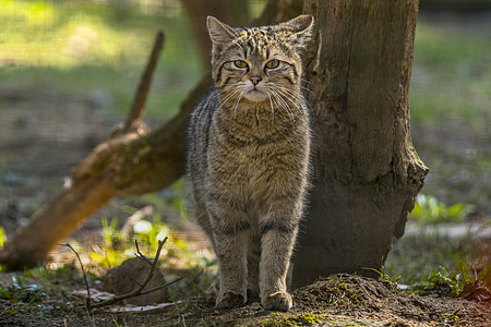 绿季树叶林中的野猫鼻子濒危尾巴草地晶须胡须岩石猎人动物危险图片