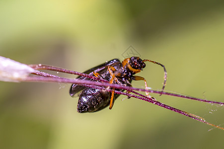 青草上细小棕色甲虫 新鲜季节自然宏观荒野动物群花园生活昆虫身体野生动物蜜蜂瓢虫图片