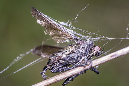 绿色自然季节花园的草地上的小苍蝇动物群荒野昆虫森林植物动物条纹蜜蜂昆虫学生活图片