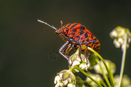 草叶上的红色黑条纹虫休息动物热带蜜蜂植物瓢虫昆虫学救援昆虫野生动物图片