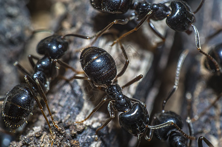 在一棵旧树上的黑亮小黑蚂蚁热带野生动物瓢虫料斗救援身体花园工作室森林漏洞图片