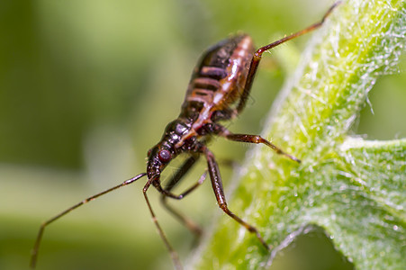 自然林绿织物叶上的小幼虫虫身体蜜蜂救援森林甲虫瓢虫植物生活荨麻热带图片