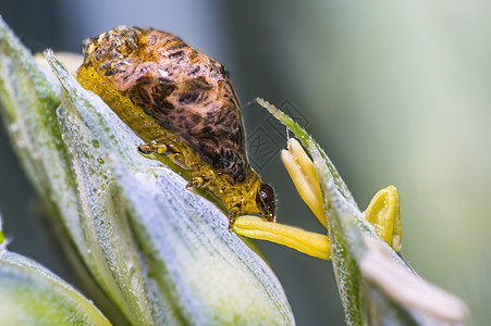 小麦尾巴上的重谷物虫害虫瘟疫野生动物热带休息植物料斗环境昆虫学救援瓢虫条纹图片