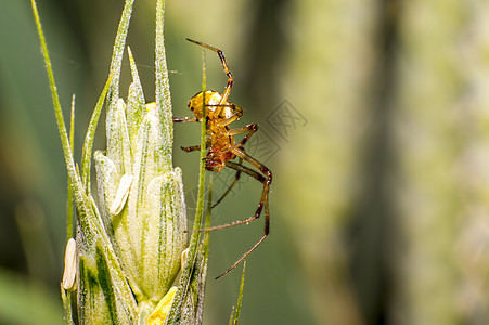 小蜘蛛在草原上的草叶上动物休息昆虫条纹动物群料斗荒野野生动物昆虫学漏洞图片