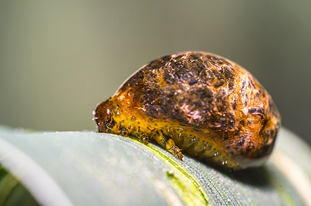 小麦尾巴上的重谷物虫害虫瘟疫漏洞动物条纹毛虫环境休息工作室花园昆虫学草地图片