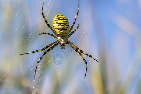 小黄蜂蜘蛛在草地上的摄影机里 看上去很可爱野生动物宏观工作室甲虫热带植物花园蜜蜂蜘蛛动物图片