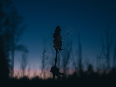 春月夜天边的野草远足气候花园草地旅游顶峰天空山腰野生动物日落图片