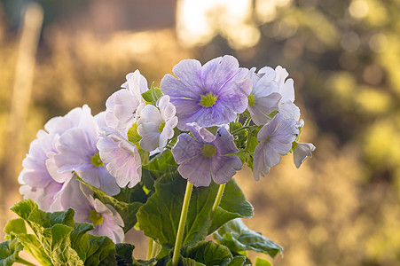 在我季节花园的春花 青春鲜花明信片问候问候语植物群生长宏观紫色植物紫丁香晴天图片