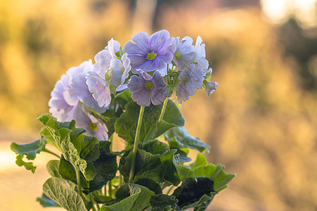 在我季节花园的春花 青春鲜花宏观紫色生长植物群花瓣背景紫丁香植物花朵藏红花图片