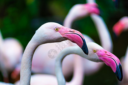 动物园池塘中的粉红火烈鸟反射动物翅膀团体热带蓝色动物群野生动物异国脖子图片