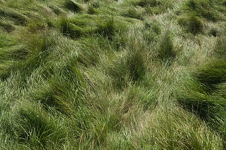 3 - 在阳光明媚的夏日 野生绿色草原草地图片