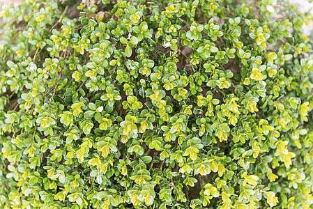 温室内的绿色植物花园植物群白色植物公园衬套叶子墙纸荒野森林图片