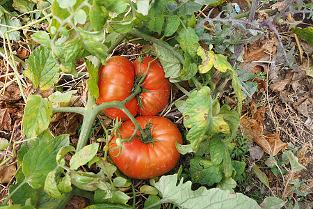 最后的西红柿 秋天的大番茄 花园里收割的西红柿水果蔬菜食物白色餐厅传家宝图片