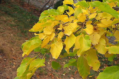 树上有黄色的叶子 可以倾注植物绿色季节白色橙子植物群图片