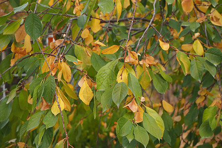 树上有黄色的叶子 可以倾注季节植物橙子白色植物群绿色图片