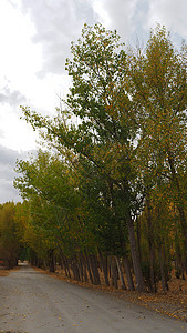 秋天 黄树和干枯树叶倒在地上黄叶风景植物群叶子木头森林太阳发黄杨树季节图片