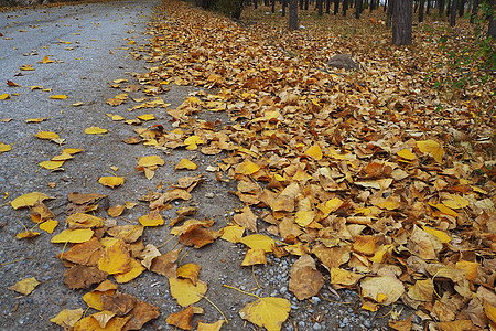 秋天 黄树和干枯树叶倒在地上黄色太阳天气发黄植物群风景杨树季节森林木头图片